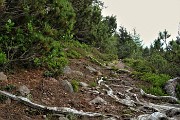 94 Il selvaggio tormentato Sentiero dei Roccoli tra radici e pini mugo